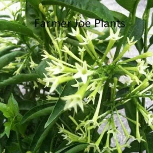 Night Blooming Jasmine Live Plant 4 inch Tall - Fragrant Indoor/Outdoor - Image 3