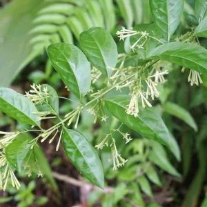 Night Blooming Jasmine Live Plant 4 inch Tall - Fragrant Indoor/Outdoor - Image 4