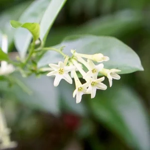 Night Blooming Jasmine Live Plant 4 inch Tall - Fragrant Indoor/Outdoor - Image 5