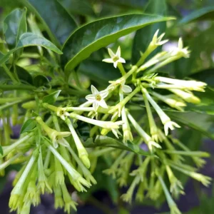 Night Blooming Jasmine Live Plant 4 inch Tall - Fragrant Indoor/Outdoor - Image 6