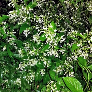 Night Blooming Jasmine Live Plant 4 inch Tall - Fragrant Indoor/Outdoor - Image 7