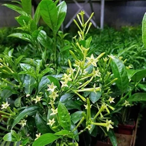 Night Blooming Jasmine Live Plant 4 inch Tall - Fragrant Indoor/Outdoor - Image 8
