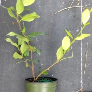 Night Blooming Jasmine Live Plant 4 inch Tall - Fragrant Indoor/Outdoor - Image 1
