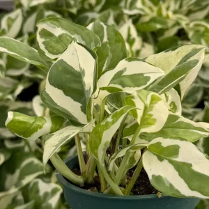N'Joy Pothos Live Plant – Variegated Epipremnum Aureum Houseplant in 4 inch Pot - Image 2