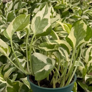 N'Joy Pothos Live Plant – Variegated Epipremnum Aureum Houseplant in 4 inch Pot - Image 3
