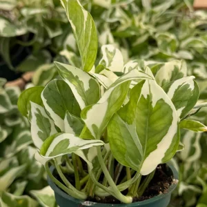 N'Joy Pothos Live Plant – Variegated Epipremnum Aureum Houseplant in 4 inch Pot - Image 4