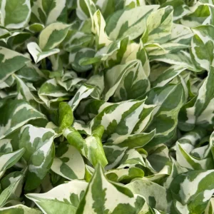 N'Joy Pothos Live Plant – Variegated Epipremnum Aureum Houseplant in 4 inch Pot - Image 5