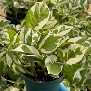 N'Joy Pothos Live Plant – Variegated Epipremnum Aureum Houseplant in 4 inch Pot - Image 1