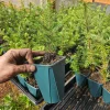 Noble Fir Live Tree - Evergreen Conifer in 6 inch Pot - Outdoor Plant - Image 1