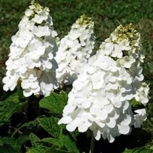 Oakleaf Hydrangea 'Queen of Hearts' Live Starter Plant - 5-7 Inch Tall - Image 1