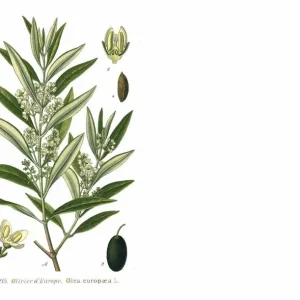 Oblonga Olive Tree Live Plant – Olea Europaea – 12