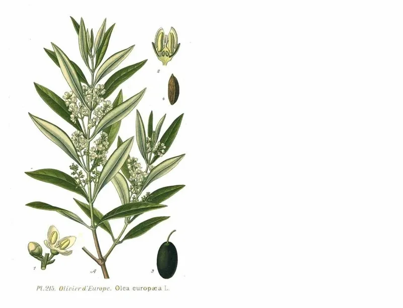 Oblonga Olive Tree Live Plant – Olea Europaea – 12" Rooted Cutting – Indoor & Outdoor - Image 2