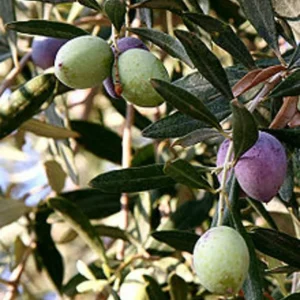 Oblonga Olive Tree Live Plant – Olea Europaea – 12