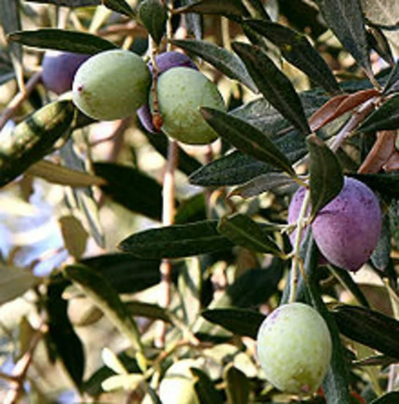 Oblonga Olive Tree Live Plant – Olea Europaea – 12" Rooted Cutting – Indoor & Outdoor - Image 1