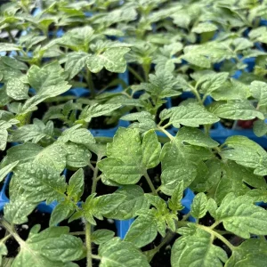 Old German Tomato Live Plants - Heirloom Bi-Color, Large Fruit, 3 Pack, 6-10 inches Tall - Image 1
