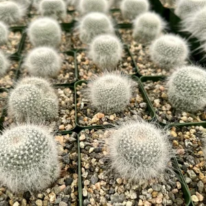Old Lady Cactus Live Plant (Mammillaria Hahniana) – Hairy Succulent in 3.5" Pot - Image 2