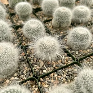 Old Lady Cactus Live Plant (Mammillaria Hahniana) – Hairy Succulent in 3.5" Pot - Image 1