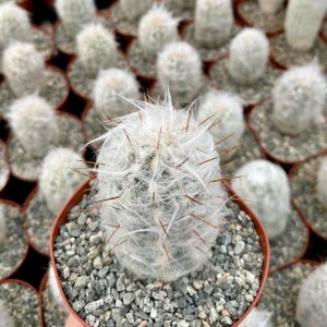 Old Man of the Andes Cactus (Oreocereus trollii) Live Plant - 4