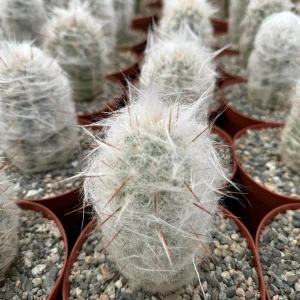 Old Man of the Andes Cactus (Oreocereus trollii) Live Plant - 4