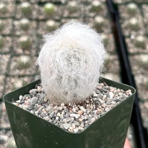 Old Man of the Andes Cactus (Oreocereus trollii) Live Plant - 4