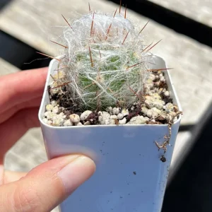Old Man of the Andes Cactus (Oreocereus trollii) Live Plant - 4