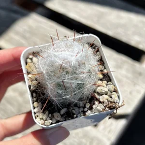 Old Man of the Andes Cactus (Oreocereus trollii) Live Plant - 4