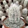 Old Man of the Andes Cactus (Oreocereus trollii) Live Plant - 4" or 6" Pot - Image 1
