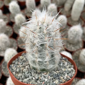 Old Man of the Andes Cactus (Oreocereus trollii) Live Plant - 4