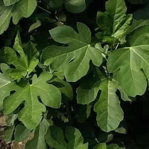 Olympian Fig Tree Live Plant - 5-9" Tall, Cold Hardy Ficus Carica, Zones 6-10 - Image 2