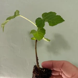 Olympian Fig Tree Live Plant - 5-9