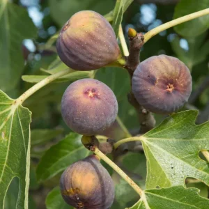 Olympian Fig Tree Live Plant - 5-9