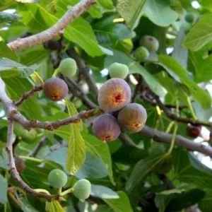 Olympian Fig Tree Live Plant - 5-9