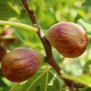 Olympian Fig Tree Live Plant - 5-9