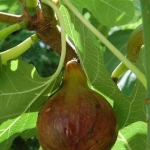Olympian Fig Tree Live Plant - 5-9" Tall, Cold Hardy Ficus Carica, Zones 6-10 - Image 1