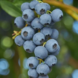 O'Neil Blueberry Bush Live Plant - Southern Highbush - Early Harvest - USDA 5-10 - Image 2
