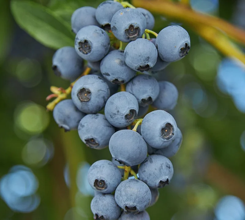 O'Neil Blueberry Bush Live Plant - Southern Highbush - Early Harvest - USDA 5-10 - Image 2