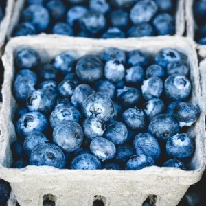 O'Neil Blueberry Bush Live Plant - Southern Highbush - Early Harvest - USDA 5-10 - Image 1