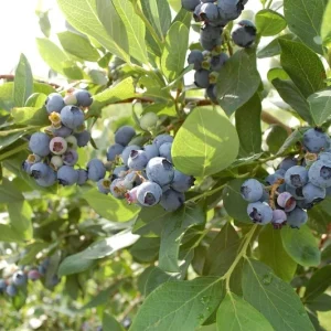 O'Neil Blueberry Bush Live Plant - Southern Highbush - Early Harvest - USDA 5-10 - Image 3