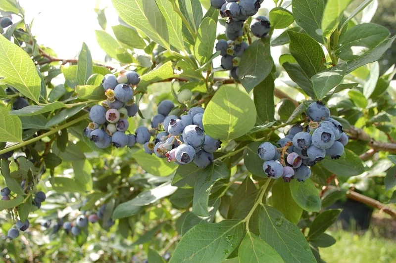 O'Neil Blueberry Bush Live Plant - Southern Highbush - Early Harvest - USDA 5-10 - Image 3