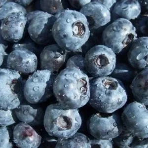 O'Neil Blueberry Bush Live Plant - Southern Highbush - Early Harvest - USDA 5-10 - Image 4