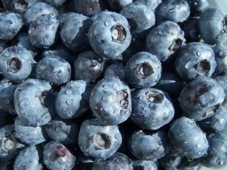 O'Neil Blueberry Bush Live Plant - Southern Highbush - Early Harvest - USDA 5-10 - Image 4