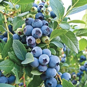 O'Neil Blueberry Bush Live Plant - Southern Highbush - Early Harvest - USDA 5-10 - Image 5