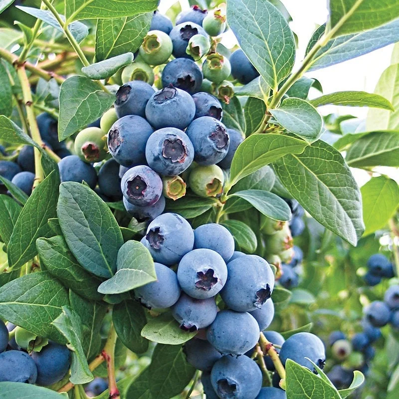 O'Neil Blueberry Bush Live Plant - Southern Highbush - Early Harvest - USDA 5-10 - Image 5