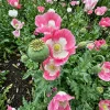 Opium Poppy Live Plant - Papaver Somniferum - 3 inch Pot - Outdoor Floral - Image 1