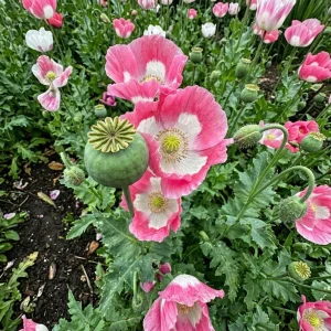Opium Poppy Live Plant - Papaver Somniferum - 3 inch Pot - Outdoor Floral - Image 1