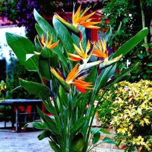 Orange Bird of Paradise Live Plant - Strelitzia Reginae - 8 inch Tall - Image 2