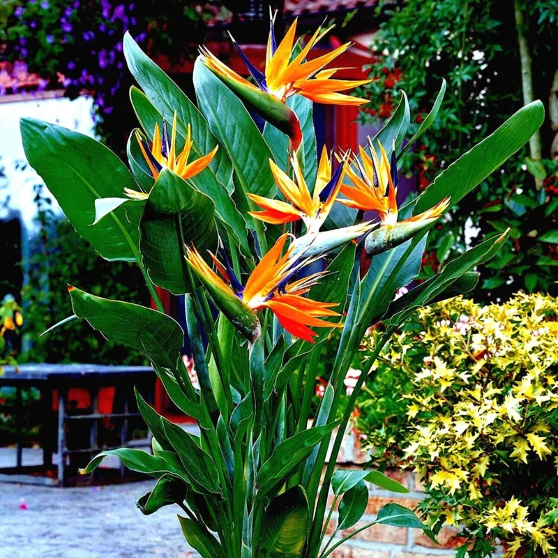 Orange Bird of Paradise Live Plant - Strelitzia Reginae - 8 inch Tall - Image 2