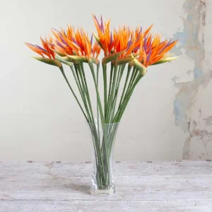 Orange Bird of Paradise Live Plant - Strelitzia Reginae - 4 inch Tall Starter Plant - Image 3