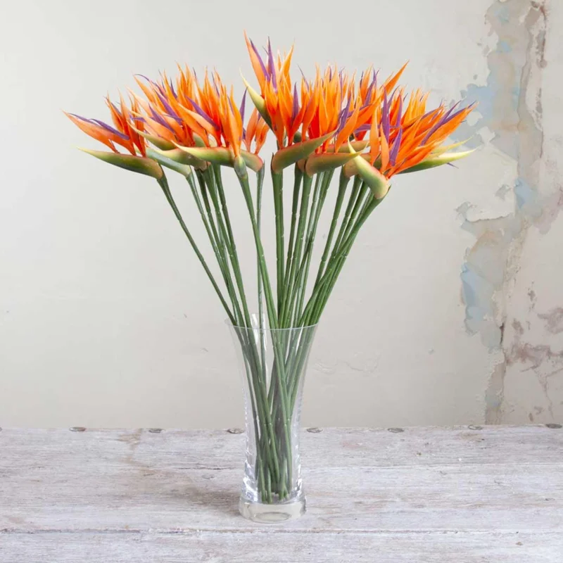 Orange Bird of Paradise Live Plant - Strelitzia Reginae - 8 inch Tall - Image 3