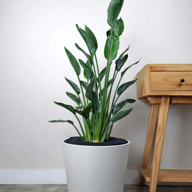 Orange Bird of Paradise Live Plant - Strelitzia Reginae - 8 inch Tall - Image 4